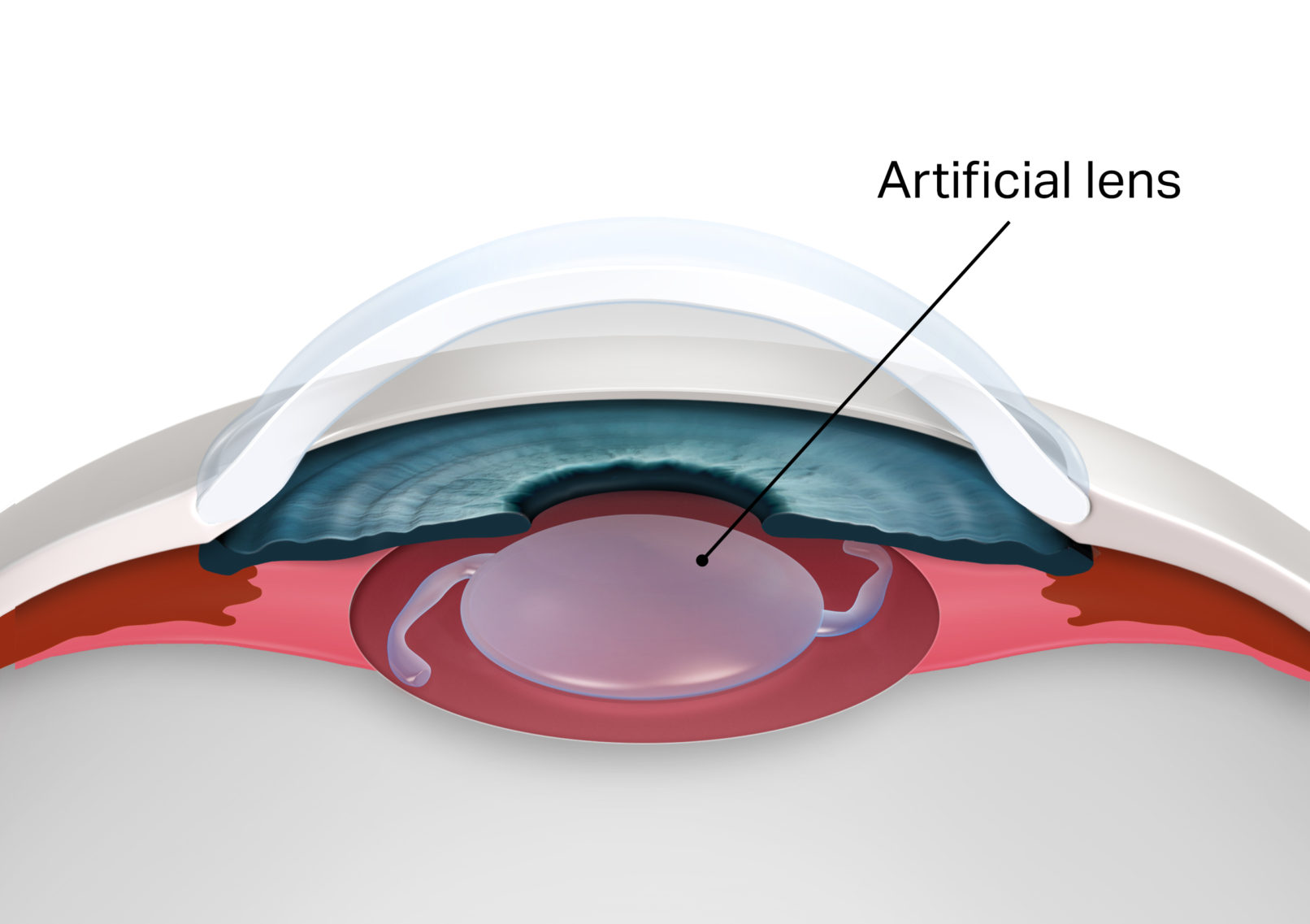 +medical illustrator+Paul Pridgeon