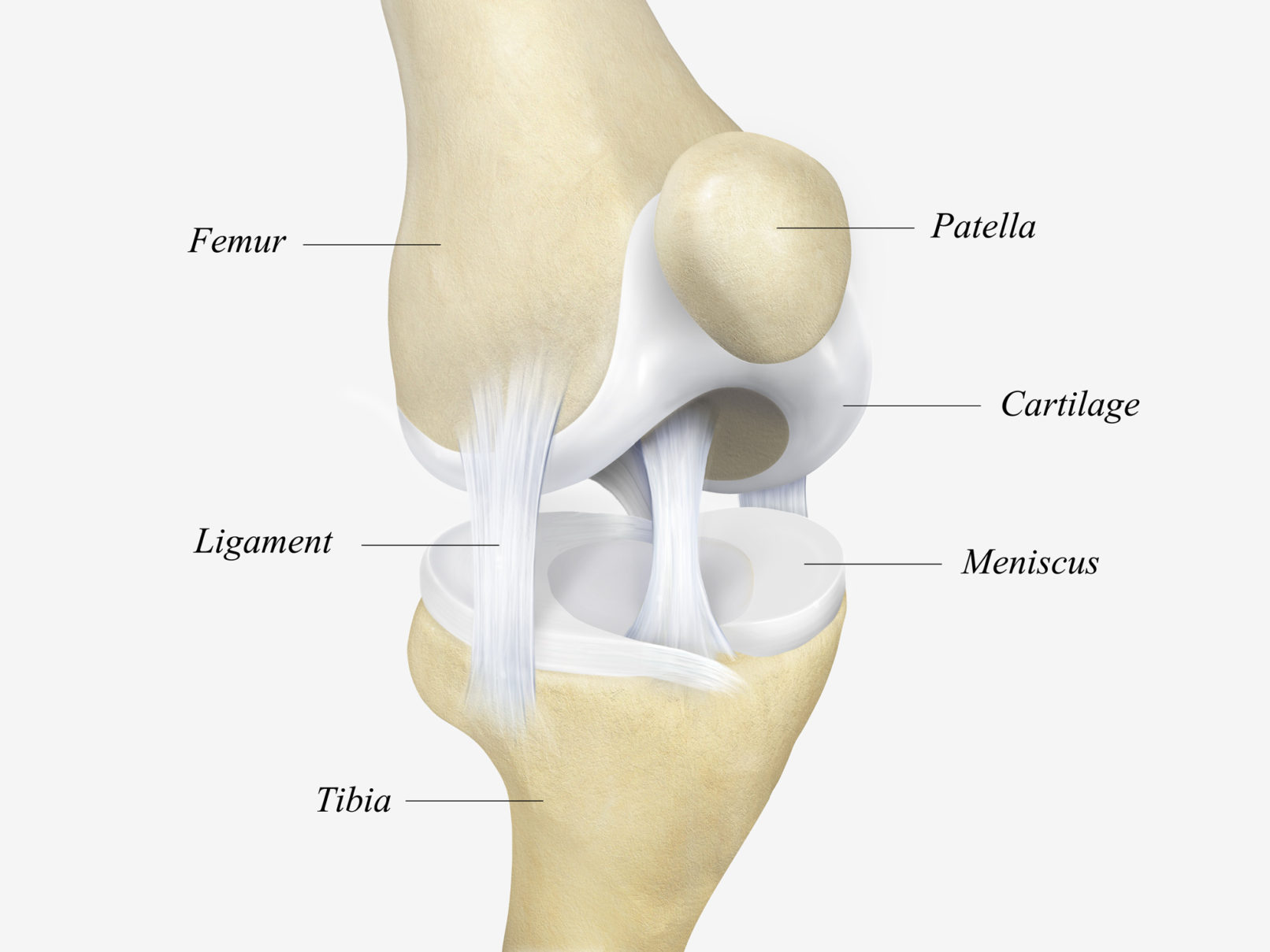+medical illustration +Knee
