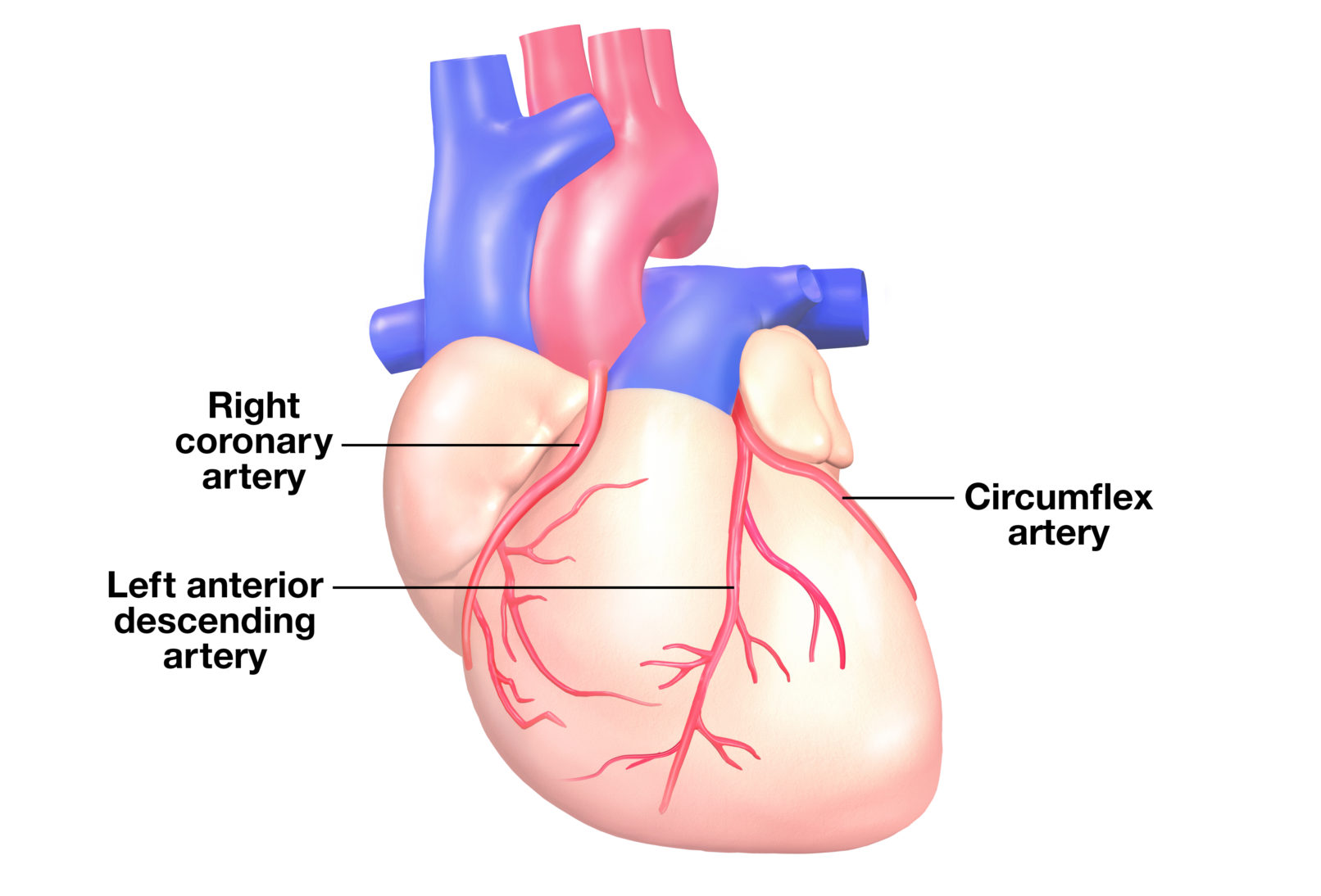 +medical illustration +coronary arteries
